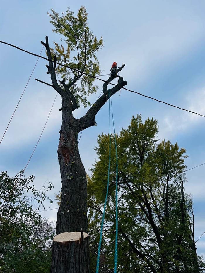 Affordable Tree Trimming
