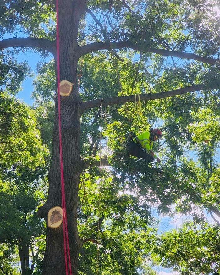 Best Tree Trimming