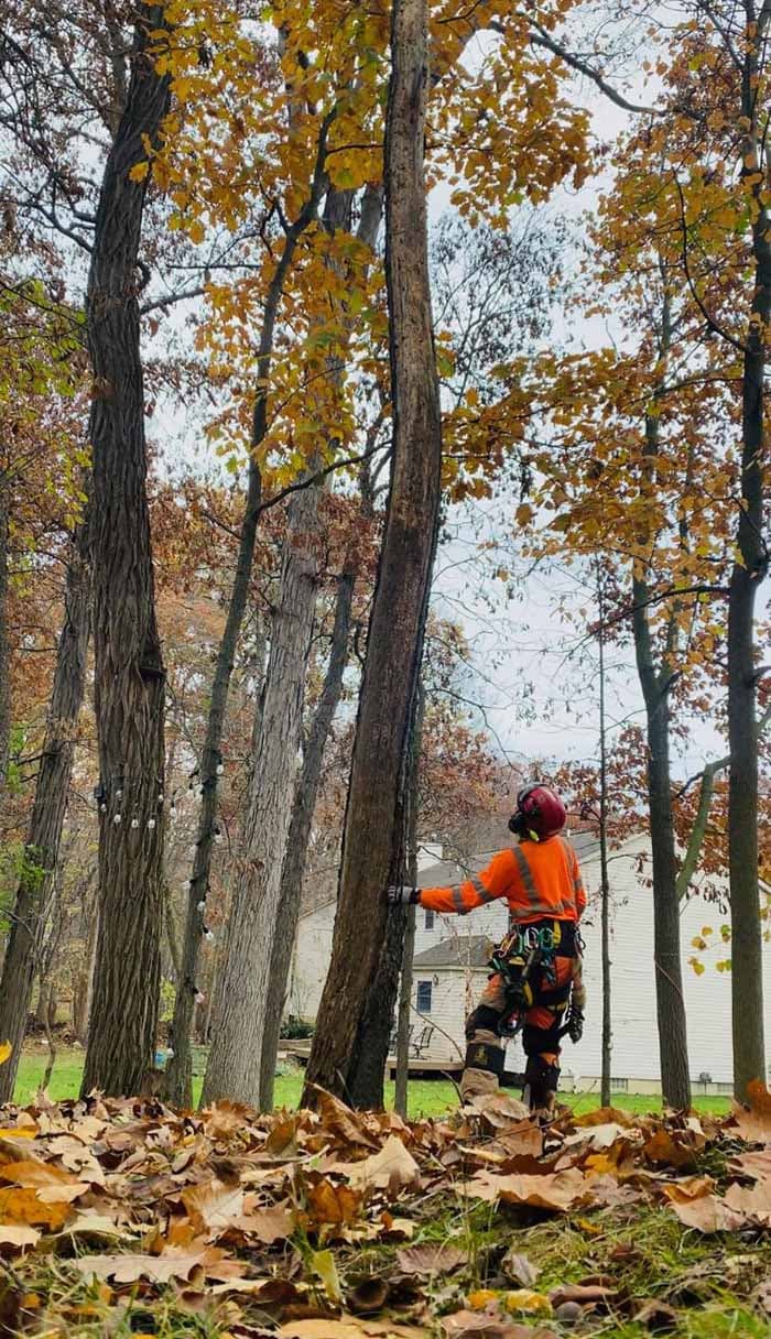 Quality Tree Service