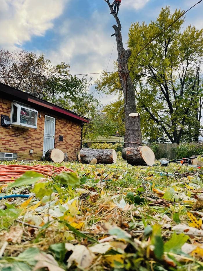 Quality Tree Trimming