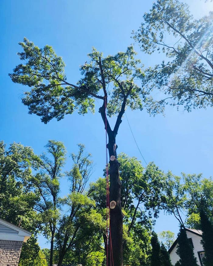 Top Tree Trimming