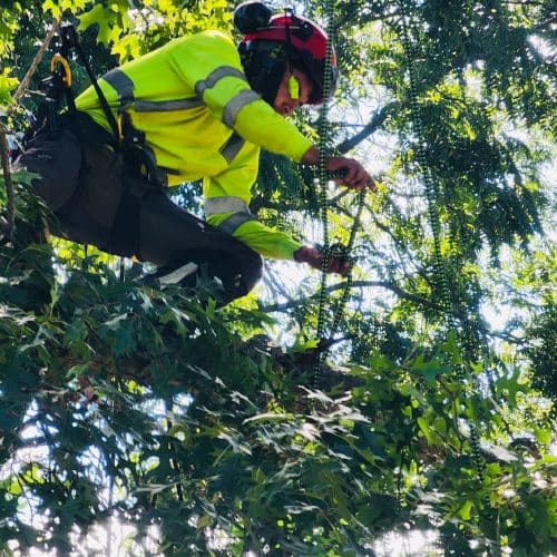 Tree Pruning Service