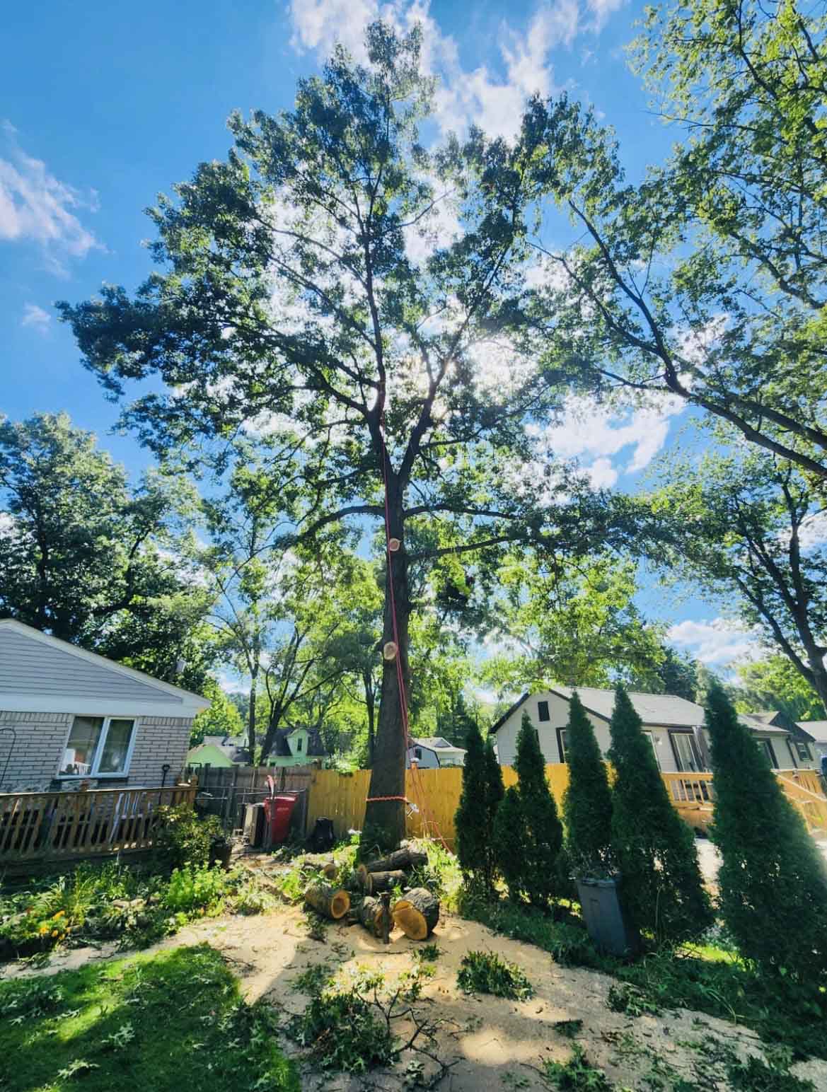 Affordable Tree Trimming