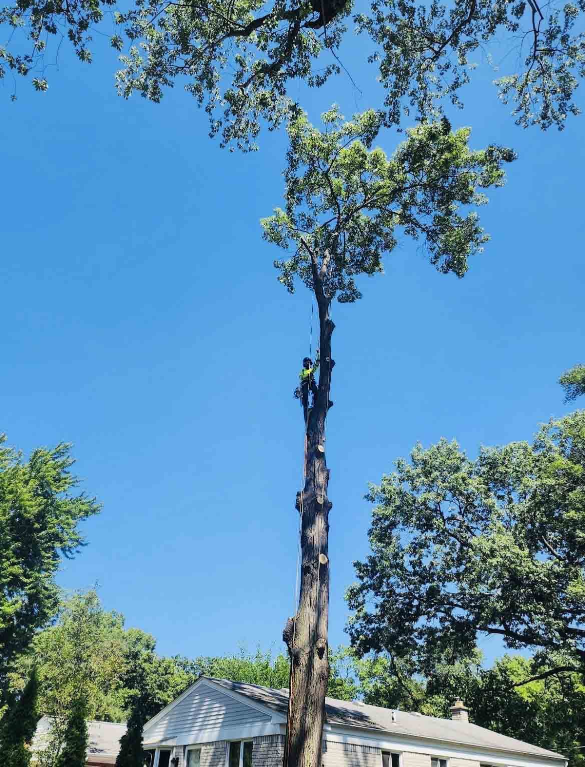 Reliable Tree Trimming