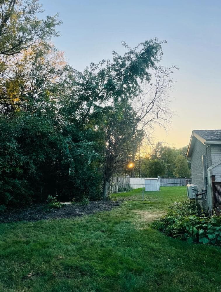 Tree Cutting Services