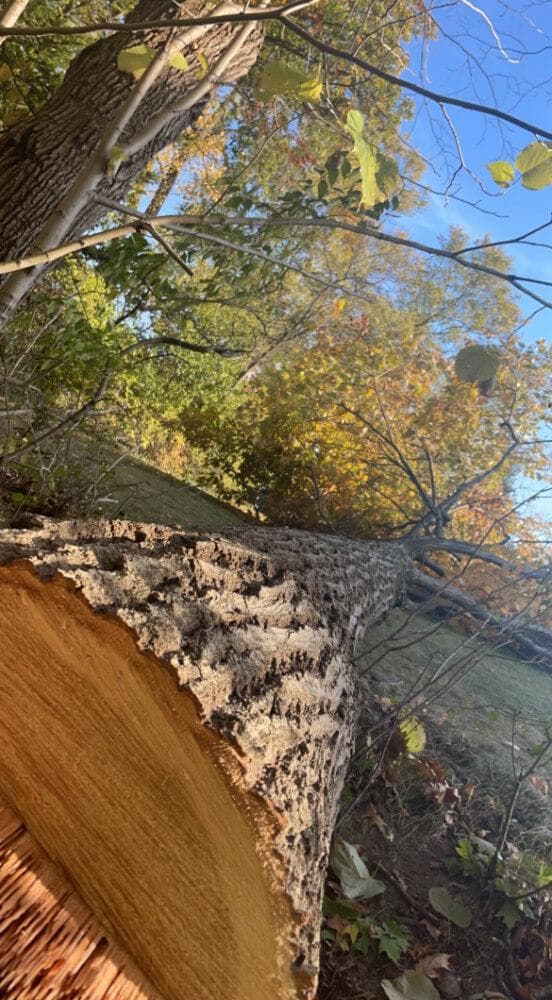 Tree Service