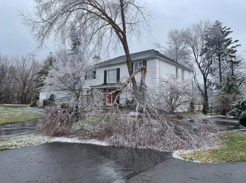 Tree Service