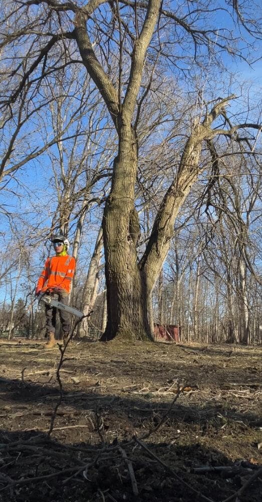 Tree Service