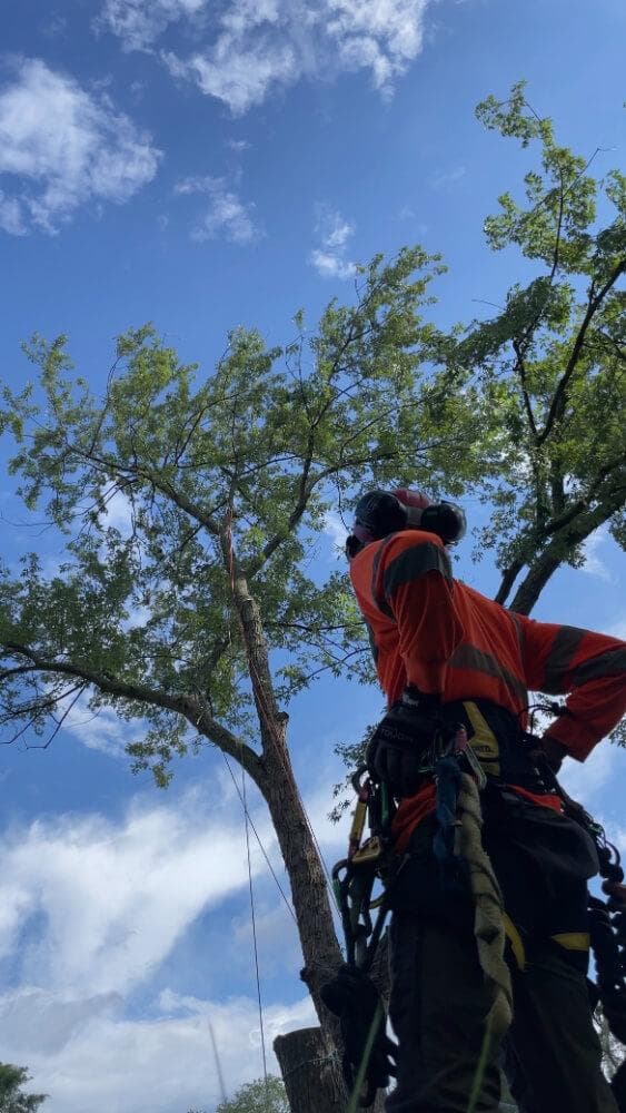 Tree Service