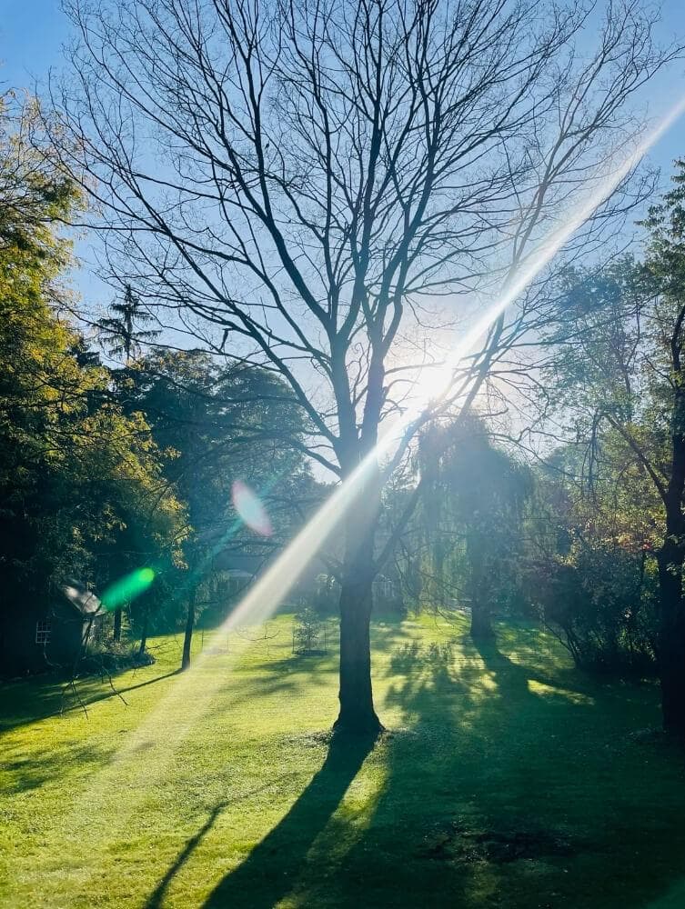 Tree Trimming