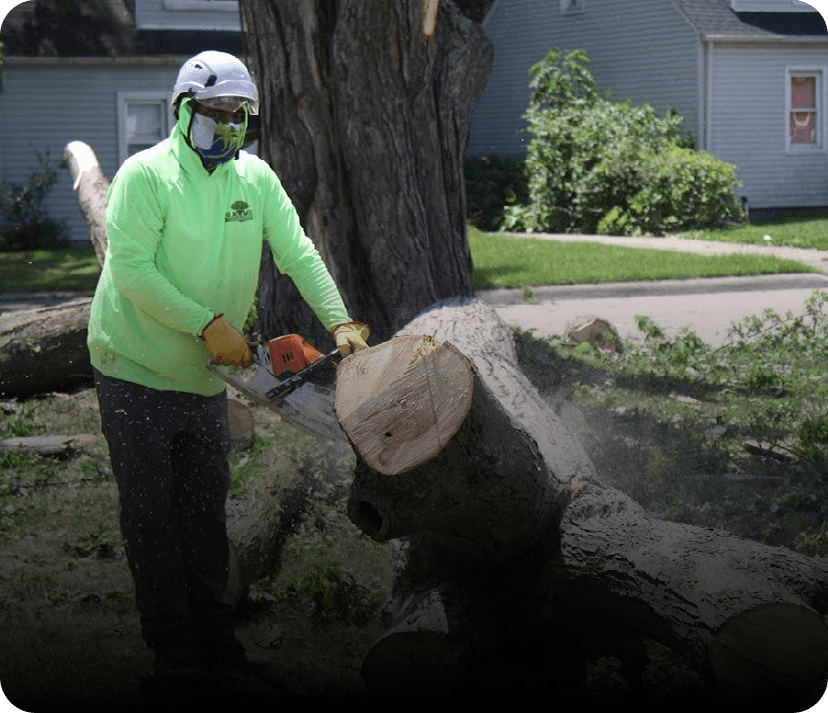 Dangerous Tree & Stump Removal